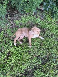 Found/Stray Female Dog last seen Emmott, Houston, TX 77040