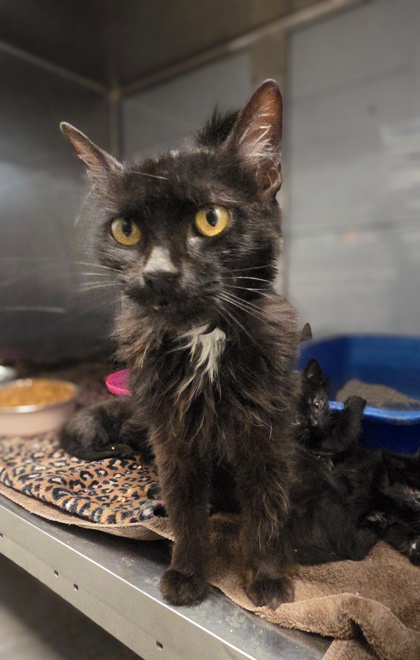 Shelter Stray Female Cat last seen W California Ave & S Brawley Ave, Fresno Zone Fresno CO 1A 93706, CA, Fresno, CA 93706