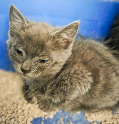 Shelter Stray Female Cat last seen W California Ave & S Brawley Ave, Fresno Zone Fresno CO 1A 93706, CA, Fresno, CA 93706
