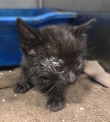 Shelter Stray Male Cat last seen W California Ave & S Brawley Ave, Fresno Zone Fresno CO 1A 93706, CA, Fresno, CA 93706