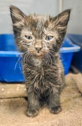 Shelter Stray Female Cat last seen W California Ave & S Brawley Ave, Fresno Zone Fresno CO 1A 93706, CA, Fresno, CA 93706