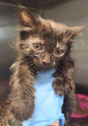 Shelter Stray Female Cat last seen W California Ave & S Brawley Ave, Fresno Zone Fresno CO 1A 93706, CA, Fresno, CA 93706