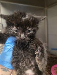 Shelter Stray Male Cat last seen W California Ave & S Brawley Ave, Fresno Zone Fresno CO 1A 93706, CA, Fresno, CA 93706