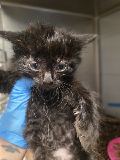 Shelter Stray Male Cat last seen W California Ave & S Brawley Ave, Fresno Zone Fresno CO 1A 93706, CA, Fresno, CA 93706