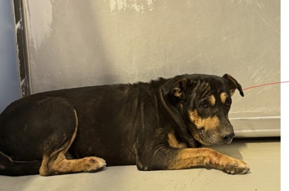 Shelter Stray Male Dog last seen Near Newport Dr, CITY of El Paso, TX, Fort Bliss, TX 79906