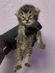 Shelter Stray Male Cat last seen El Paso, TX 79907, Fort Bliss, TX 79906