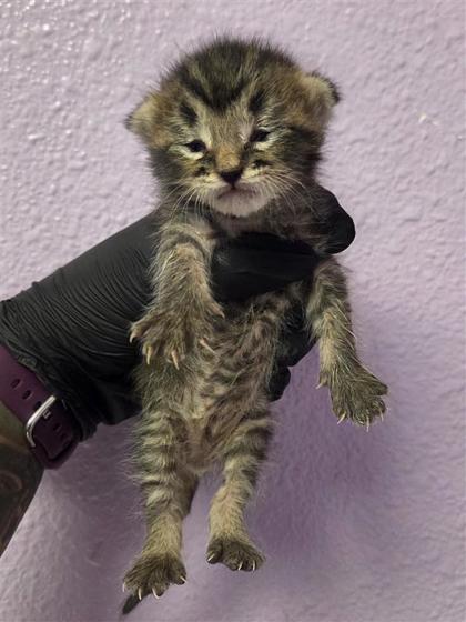 Shelter Stray Male Cat last seen El Paso, TX 79907, Fort Bliss, TX 79906