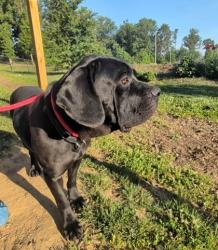 Shelter Stray Female Dog last seen Near Old York Rd, 21218, MD, Baltimore, MD 21230