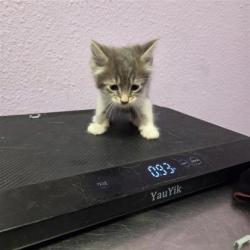 Shelter Stray Male Cat last seen El Paso, TX 79922, Fort Bliss, TX 79906