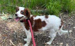Shelter Stray Female Dog last seen Near Monticello, 21216, MD, Baltimore, MD 21230