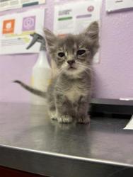 Shelter Stray Female Cat last seen El Paso, TX 79922, Fort Bliss, TX 79906