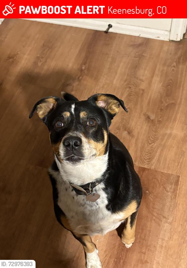 Lost Female Dog last seen Main st and gandy ave, Keenesburg, CO 80643