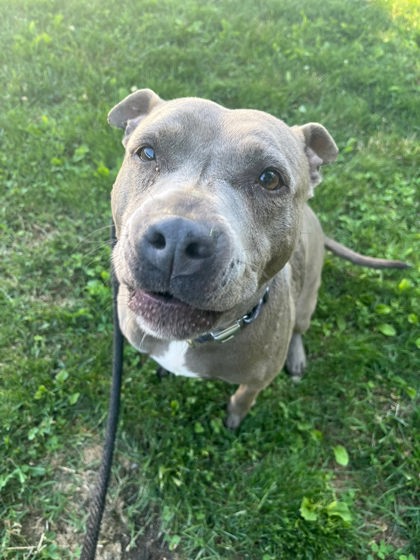 Shelter Stray Female Dog last seen Near Sequoia Ave., 21215, MD, Baltimore, MD 21230
