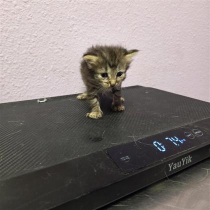 Shelter Stray Female Cat last seen El Paso, TX 79922, Fort Bliss, TX 79906