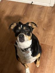 Lost Female Dog last seen Main st and gandy ave, Keenesburg, CO 80643