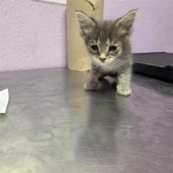 Shelter Stray Male Cat last seen El Paso, TX 79922, Fort Bliss, TX 79906