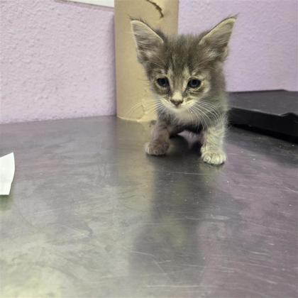 Shelter Stray Male Cat last seen El Paso, TX 79922, Fort Bliss, TX 79906