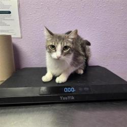 Shelter Stray Female Cat last seen El Paso, TX 79922, Fort Bliss, TX 79906