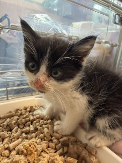 Shelter Stray Male Cat last seen Hillcrest, 75149, TX, Mesquite, TX 75149