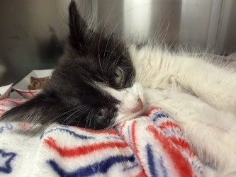 Shelter Stray Female Cat last seen Near Redmill, 75149, TX, 1650 Gross Rd, Mesquite, TX 75149, USA