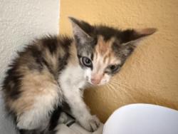 Shelter Stray Female Cat last seen Near N Town East Blvd, 75149, TX, 1650 Gross Rd, Mesquite, TX 75149, USA
