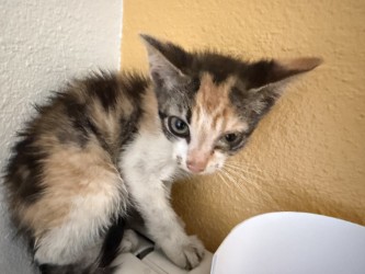 Shelter Stray Female Cat last seen Near N Town East Blvd, 75149, TX, 1650 Gross Rd, Mesquite, TX 75149, USA