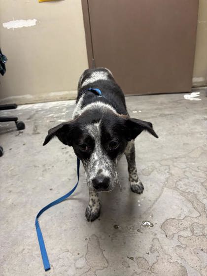 Shelter Stray Female Dog last seen Toppenish, WA 98948, Yakima, WA 98901