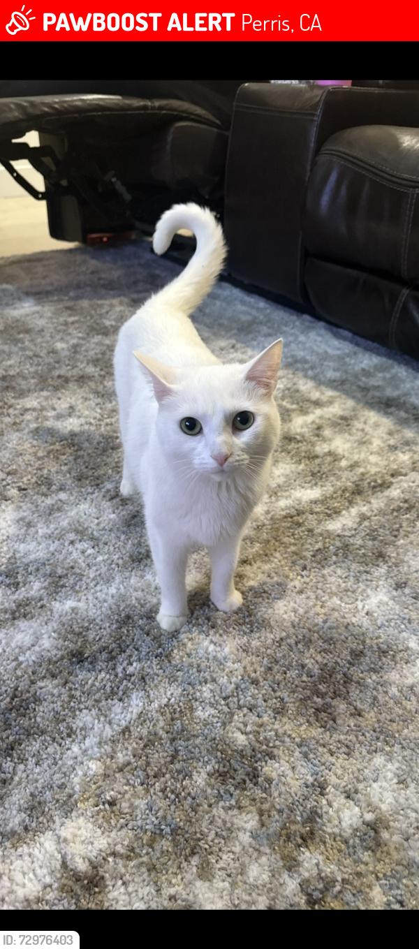 Lost Female Cat last seen Bradley and Larcombe ct , Perris, CA 92571