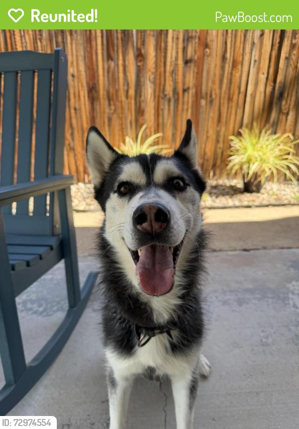 Reunited Male Dog last seen 28th and Krameria, Denver, CO 80207
