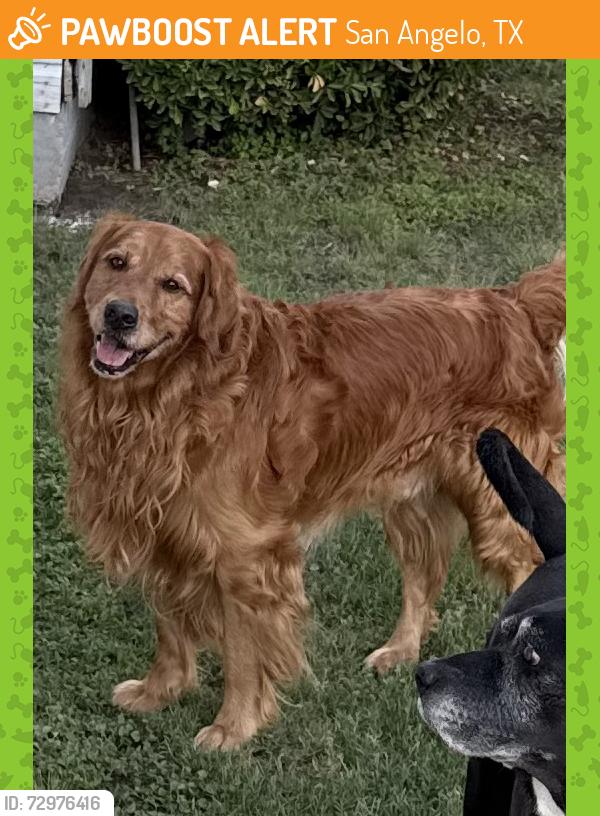 Found/Stray Male Dog last seen Veck street and Pope, San Angelo, TX 76903