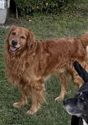 Found/Stray Male Dog last seen Veck street and Pope, San Angelo, TX 76903