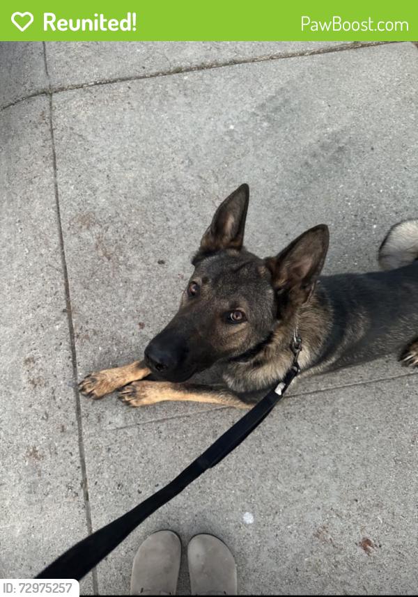 Reunited Male Dog last seen Norwood & Main Ave., Sacramento, CA 95838
