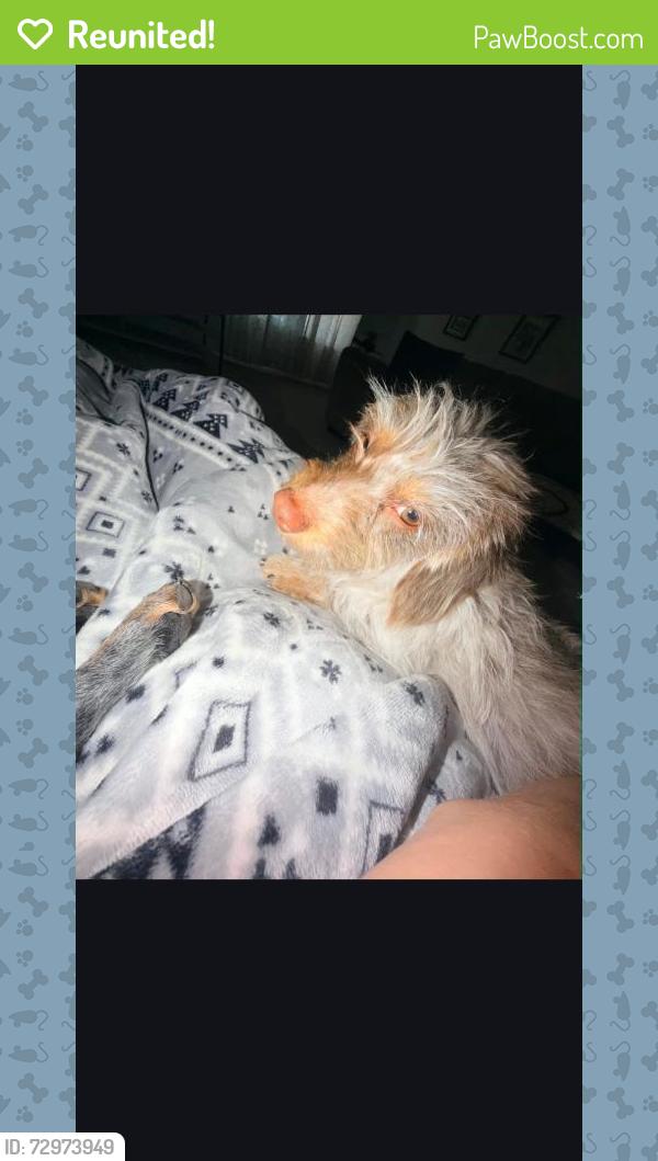 Reunited Male Dog last seen QT and the main road , Peoria, AZ 85345