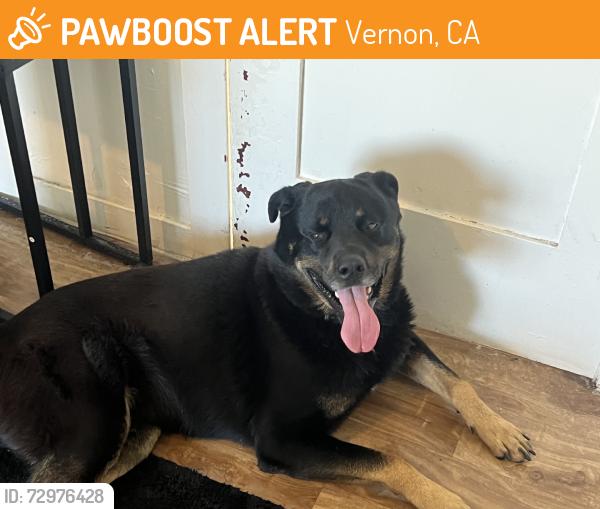Found/Stray Male Dog last seen South santa fe ave and e 30th street, Vernon, CA 90058