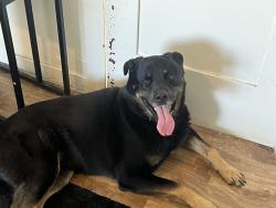 Found/Stray Male Dog last seen South santa fe ave and e 30th street, Vernon, CA 90058