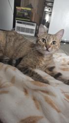 Found/Stray Female Cat last seen Arcadia High School Parking Lot, Monrovia, CA 91016