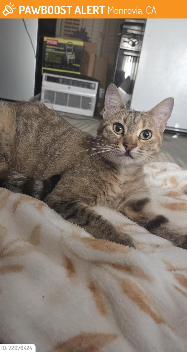 Found/Stray Female Cat last seen Arcadia High School Parking Lot, Monrovia, CA 91016