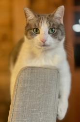Lost Female Cat last seen Mays Bend Ln and Cove , Pell City, AL 35128