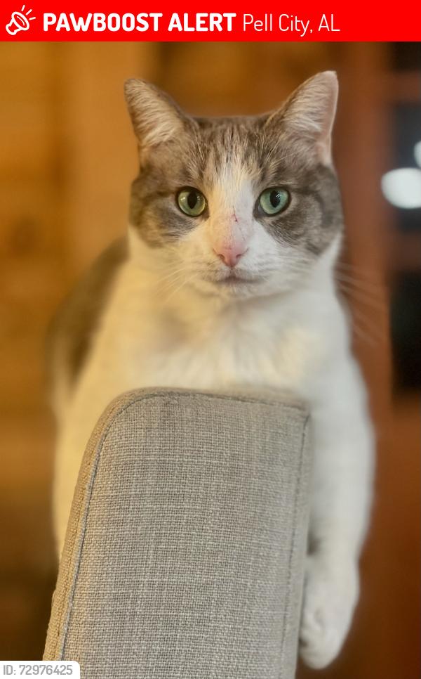 Lost Female Cat last seen Mays Bend Ln and Cove , Pell City, AL 35128