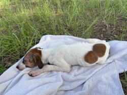 Found/Stray Female Dog last seen quail hollow blvd, Wesley Chapel, FL 33544