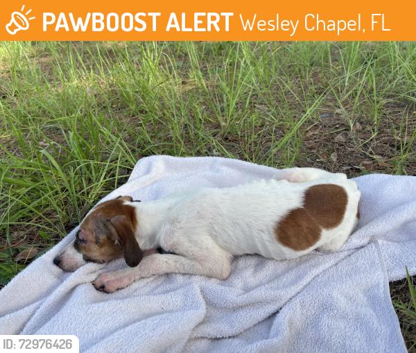 Found/Stray Female Dog last seen quail hollow blvd, Wesley Chapel, FL 33544