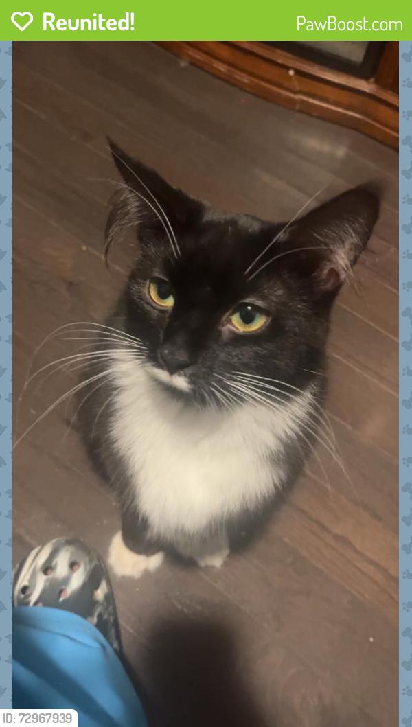 Reunited Female Cat last seen Washington st and Court St, Rome, NY 13440