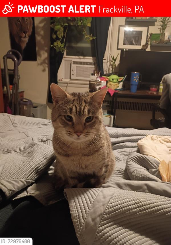 Lost Male Cat last seen Nice Street , Frackville, PA 17931