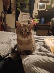 Lost Male Cat last seen Nice Street , Frackville, PA 17931