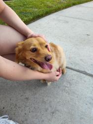 Reunited Male Dog last seen Thornton and state, Hemet, CA 92543