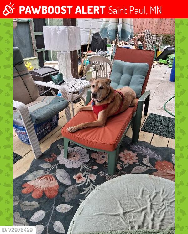 Lost Male Dog last seen Near Ivy Ave East, St Paul MN 55106, Saint Paul, MN 55106