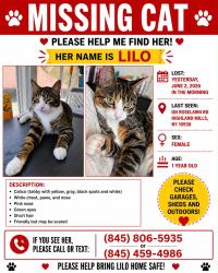 Lost Female Cat last seen Roselawn Rd Highland Mills One street before the iron chef restaurant, Woodbury, NY 10930
