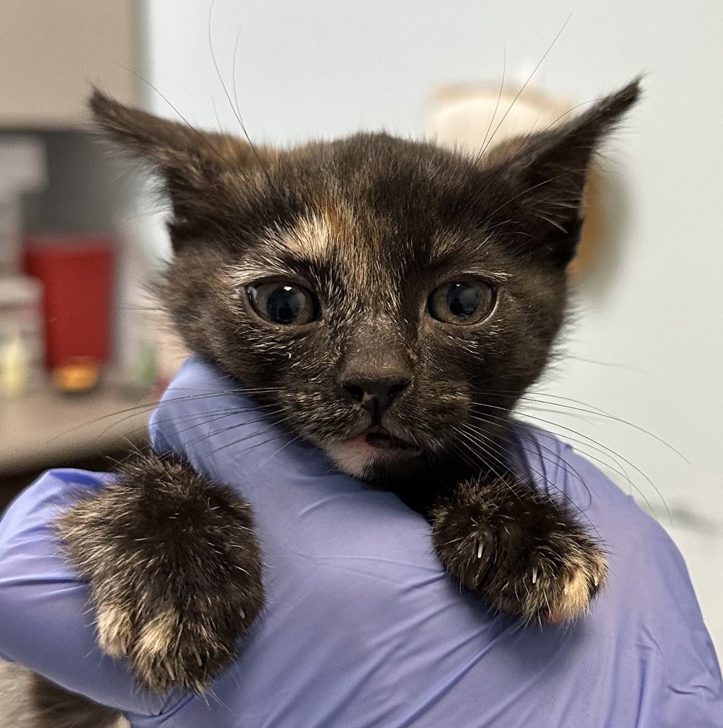 Shelter Stray Female Cat last seen Near Serenote Terrace, San Diego, CA, 92114, San Diego, CA 92110