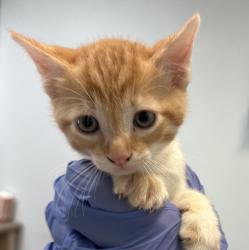 Shelter Stray Male Cat last seen Near Serenote Terrace, San Diego, CA, 92114, San Diego, CA 92110