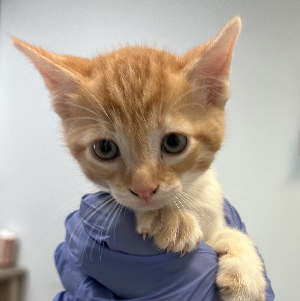 Shelter Stray Male Cat last seen Near Serenote Terrace, San Diego, CA, 92114, San Diego, CA 92110